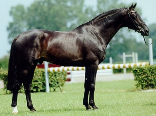 Namelus R